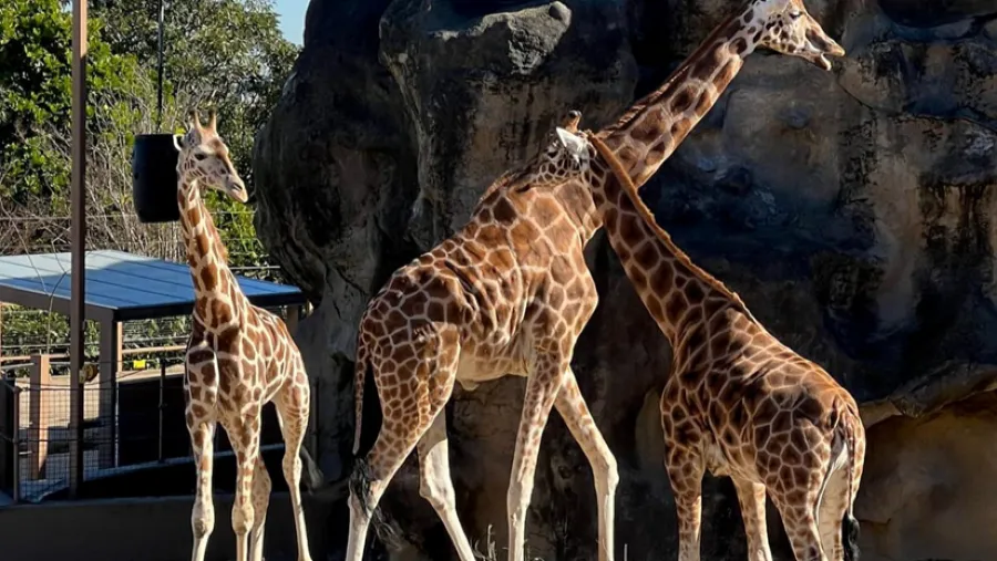 香港真的需要一個有代表性的動物園的封面圖片