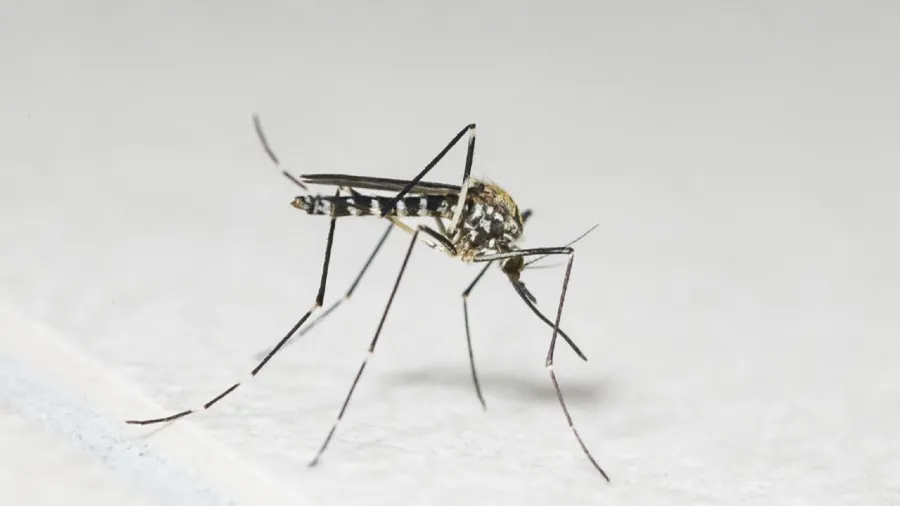 本港增3宗基孔肯雅熱 其中一名患者為鳳德邨學校員工的封面圖片