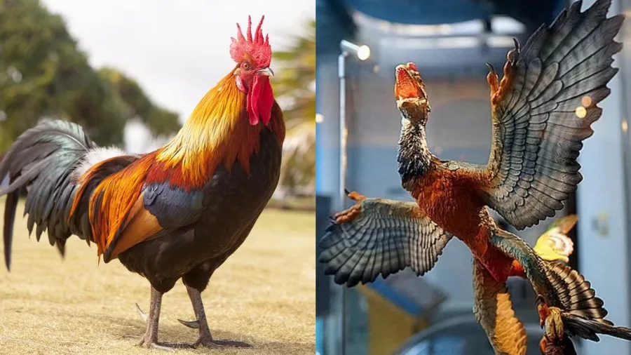 雞的老祖宗是恐龍？人類最早怎麼發現「雞能養來吃」？的封面圖片