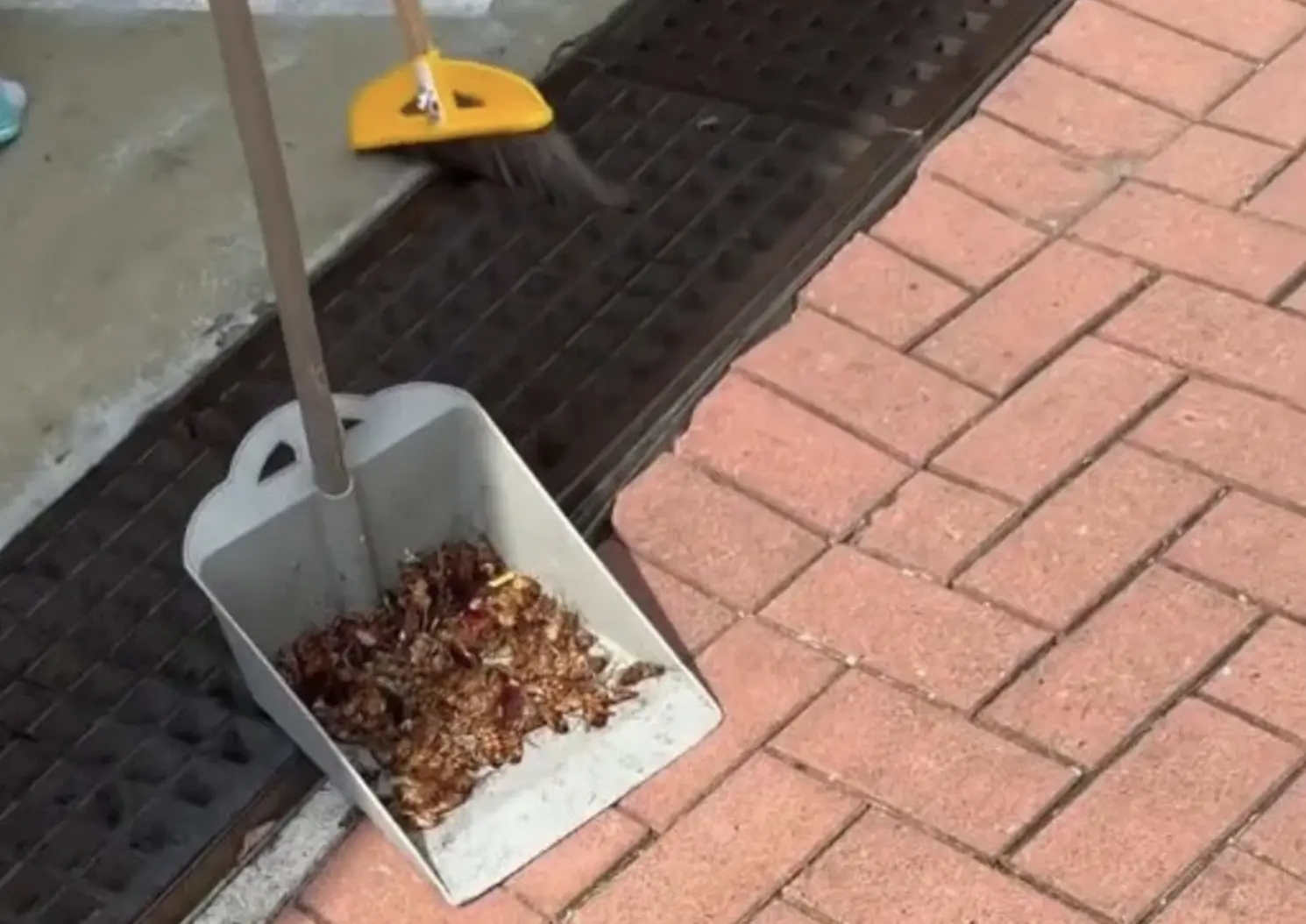 另一段片段則記錄了事後清理的場景：一名男子手持掃把將曱甴屍體掃入垃圾剷，整個金屬垃圾剷幾乎被屍體填滿，數量多得難以估計。(圖：網絡截圖)