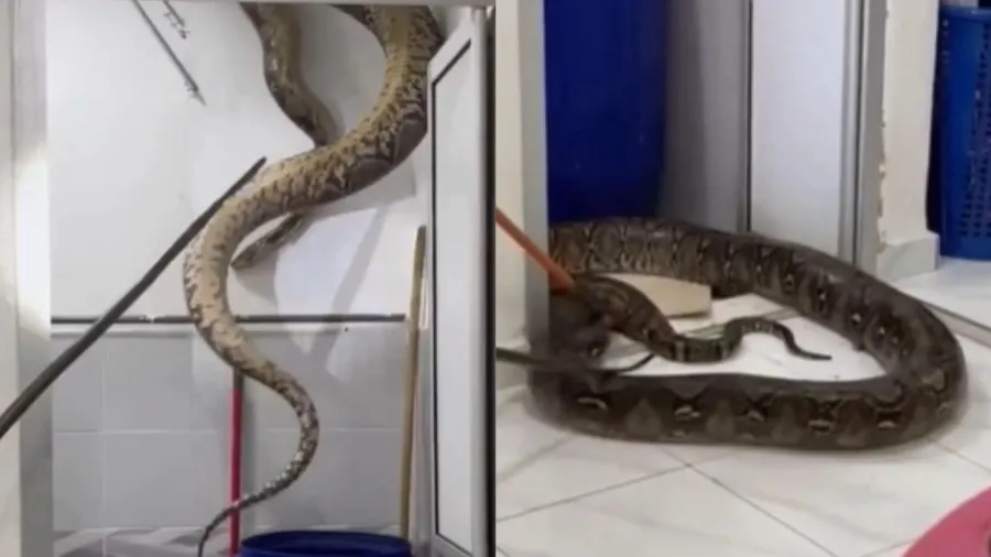 馬來西亞浴室天花板裂縫藏 5 公尺巨蟒，少女開門嚇到彈跳的封面圖片