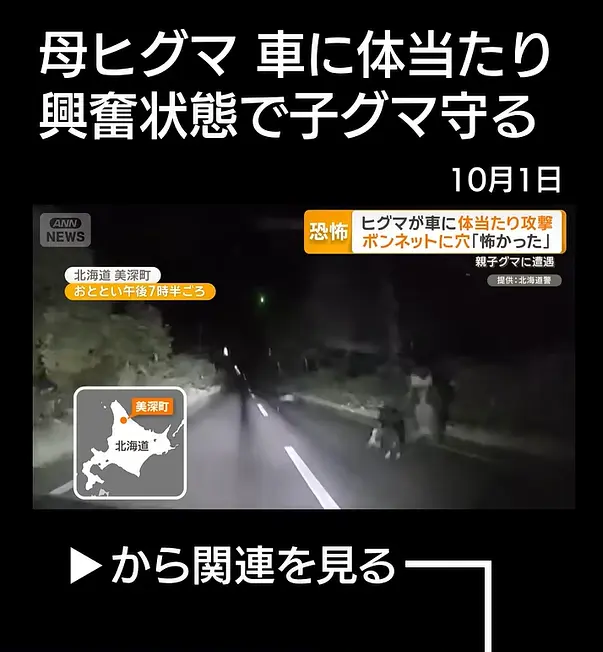 北海道美深町一名女子夜間駕車，巧遇母子棕熊，母熊三度猛撞車頭，造成引擎蓋凹陷破損、布滿爪痕。受秋季覓食、棲地重疊影響，當地熊害頻發，警方呼籲民眾遇熊切勿下車，謹守安全準則。（來源：ANNnewsCH@YouTube）