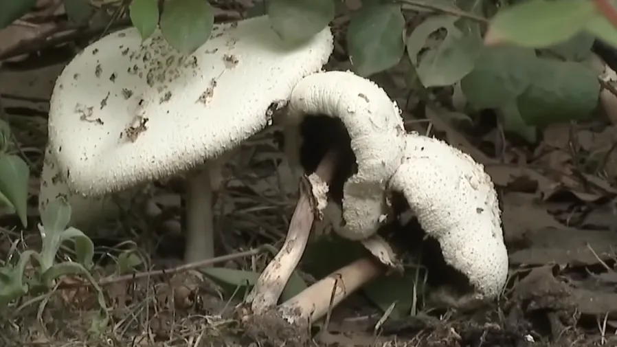 大阪公園爆發大量綠褶菇！貌美誘人遭民眾誤食，毒菇竟暗藏抗癌商機的封面圖片