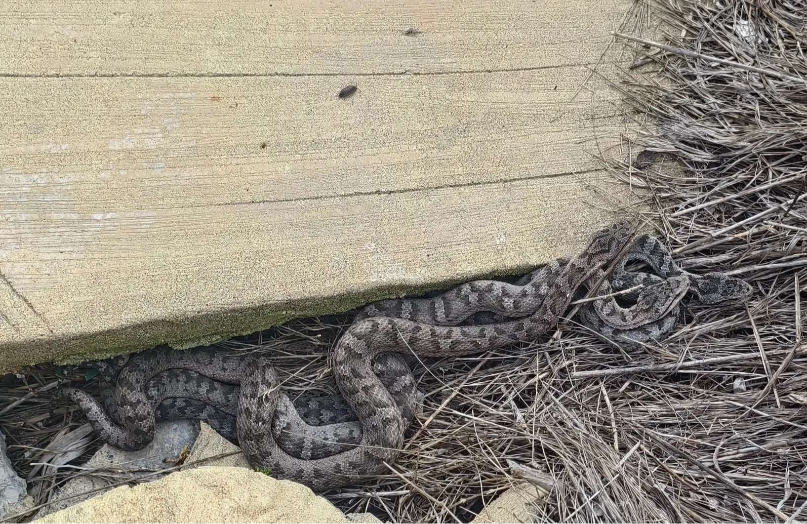 無毒蛇靠纏繞絞殺，毒蛇如大連蛇島的蛇島蝮，則一口注入毒液等待獵物癱瘓，老鼠在清醒的蛇面前，根本就是「行走的蛋白質罐頭」。（示意圖來源：小紅書網友）