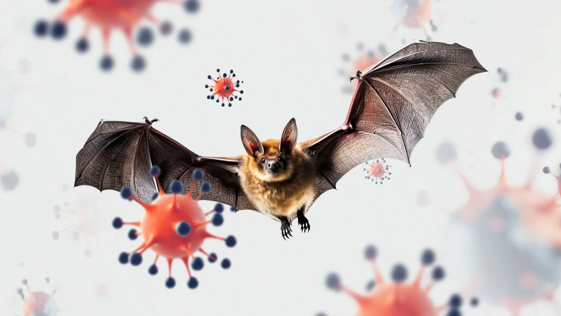 尼帕病毒屬於副黏液病毒科，是一種典型的人畜共通傳染病。它的自然宿主是果蝠（俗稱狐蝠）。果蝠本身多半不會出現明顯症狀，卻能在唾液、尿液與排泄物中攜帶並排出病毒。(圖：網絡截圖)