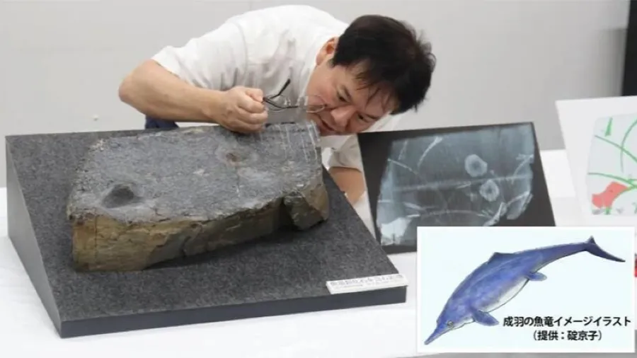 日本展出數十年的「三角蛤」化石,竟是2.2 億年前的魚龍「偽裝」!的封面圖片