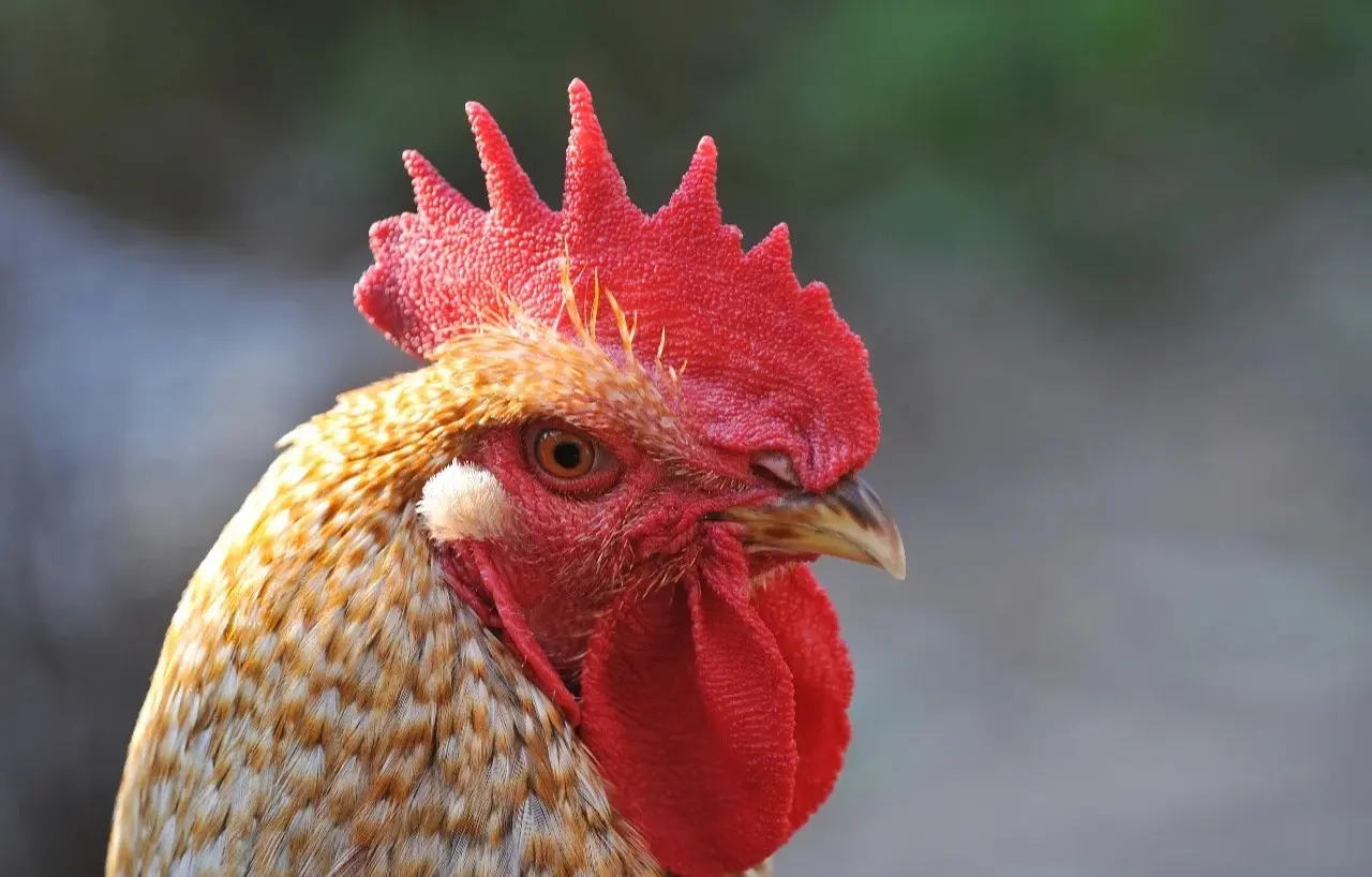 雞是人類最早馴化的家禽之一，從遠古野生鳥類一步步被飼養，成為餐桌上最常見的肉類。（示意圖來源：小紅書網友）