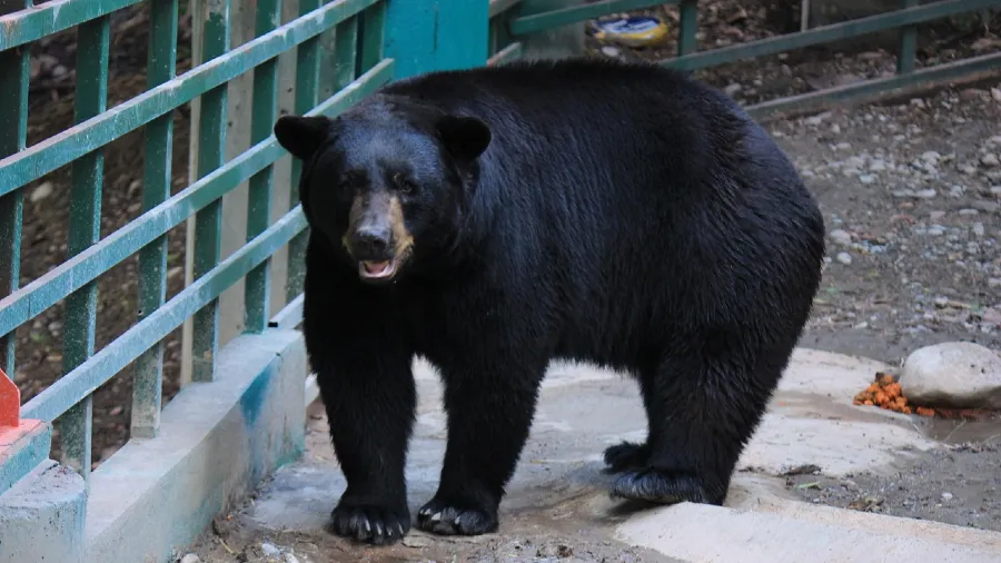 冬眠季日本溫泉旅館闖入黑熊，3人飛奔躲2樓，遲一秒就慘了！的封面圖片