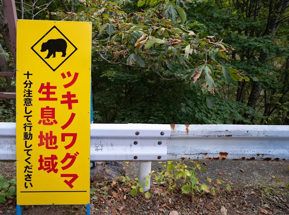 昔日作為人類與野生動物緩衝區的「里山」缺乏管理，林木過度生長，亦助長熊隻擴大活動範圍至民居附近。(NHK WORLD JAPAN)