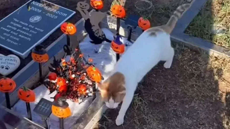 美國夫婦墓園悼毛孩竟遇「不速之客」，橘白小貓主動跳懷是緣分嗎？的封面圖片