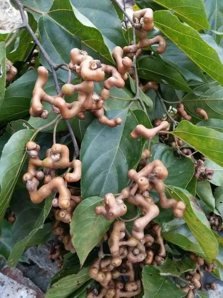 拐棗（示意圖來源：小紅書網友）