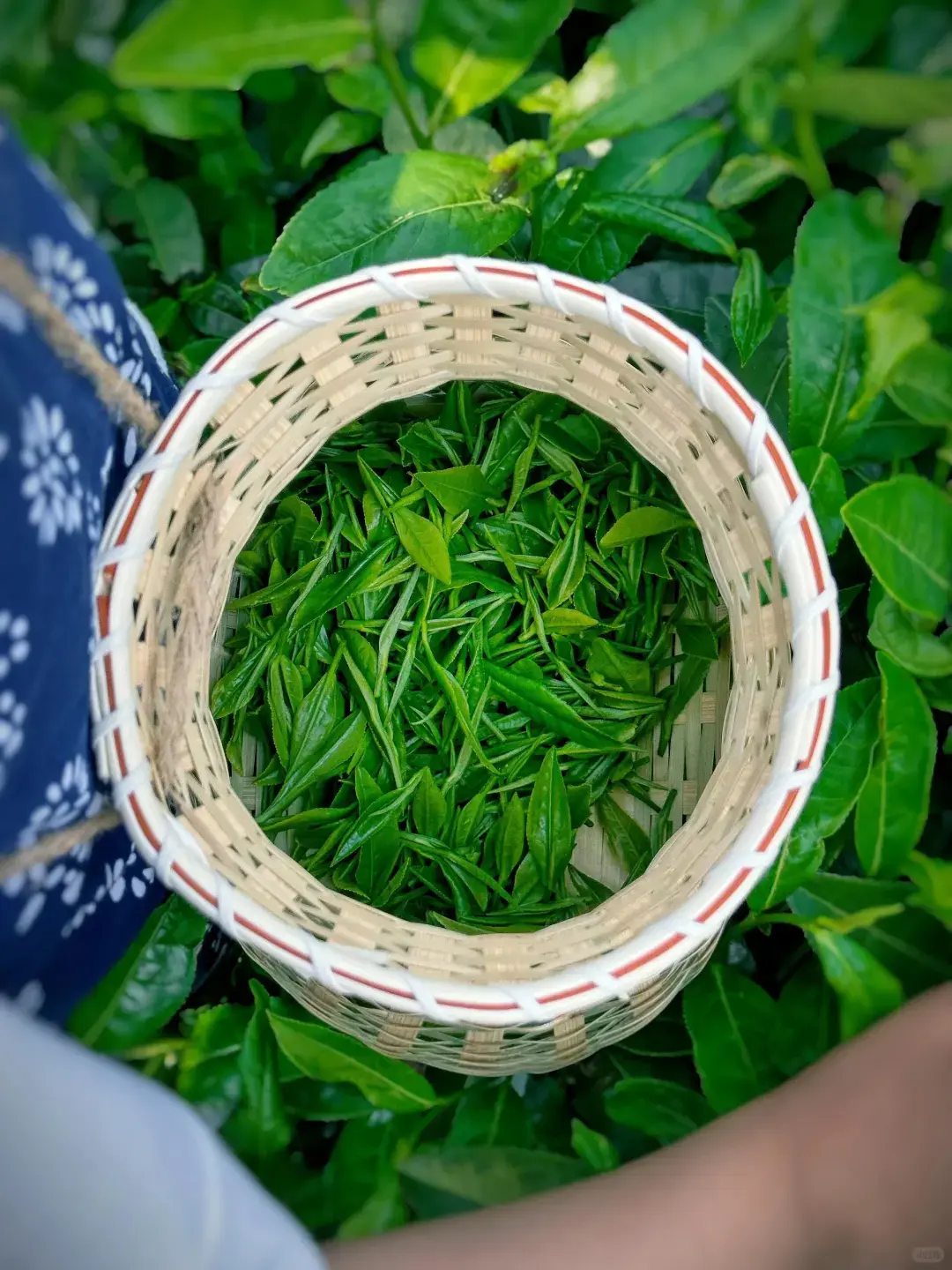 中國明前茶向有「貴如油」之說，其珍貴源於產量稀少、營養豐富與口感絕佳。經冬休養的茶樹嫩芽儲滿養分，人工精選後成品稀缺，鮮爽甘甜的口感，是中國茶文化中精緻生活的體現。（示意圖來源：小紅書網友）
