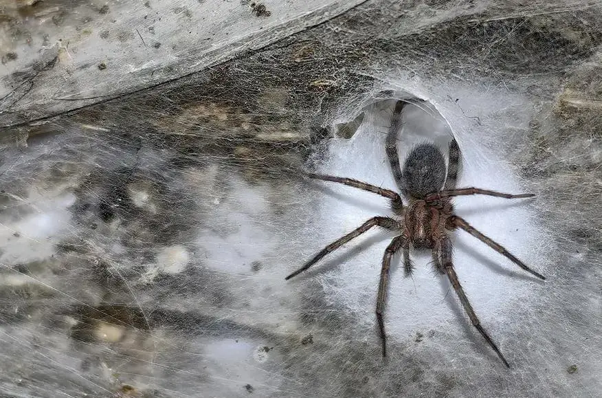 阿爾巴尼亞與希臘邊界硫磺洞穴中，發現可能為世界最大的蜘蛛網，棲息 11 萬隻蜘蛛，含棚蛛與 Prinerigone vagans。（來源：網絡）