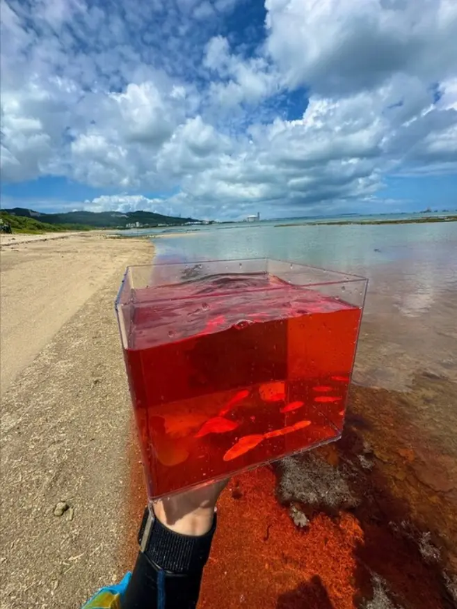 日本沖繩中城村海岸藏著未經加工的天然「紅海」，春季至初夏大潮日，「カゴメノリ」滲出的單寧色素將海水染紅，像極《新世紀福音戰士》紅海場景，僅存1小時，無毒無味，全日本唯此可見，充滿神祕感。（來源：よろず〜ニュース）