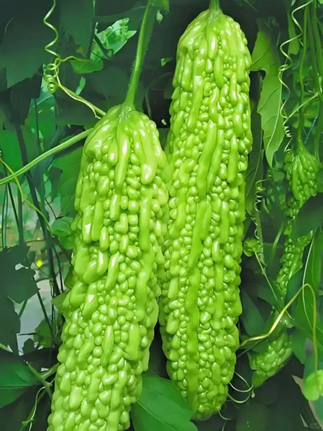 有人迷苦瓜清熱降火的好處，有人卻被那股濃烈苦澀逼退，要麼硬著頭皮吞，要麼用大把糖、油蓋住本味。（示意圖來源：小紅書網友）