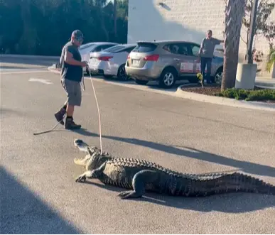美國佛州7-11驚現3公尺巨鱷！是來買飲料還是「巡店」？（來源：Sarasota County (FL) Sheriff's Office@FB）