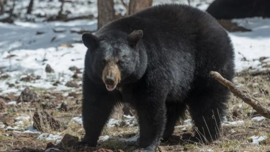 日本市區雪後驚現150公分巨熊！獵師將其剝皮驚憂：營養不良到難冬眠的封面圖片