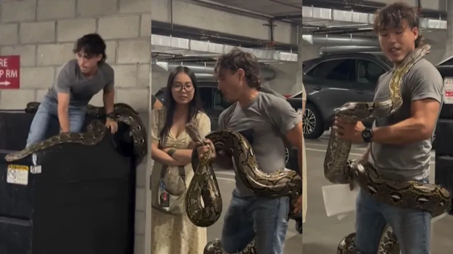 垃圾桶裡藏著 20 英尺巨蟒?洛杉磯勇士徒手擒獲的封面圖片