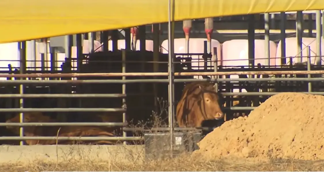 韓國仁川首現口蹄疫疫情，全國畜牧農戶實施 48 小時移動禁令。（來源：SBS 뉴스@YouTube）