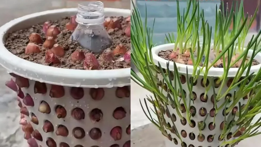 垃圾桶種蔥?這些陽台種菜妙招你知道嗎?的封面圖片