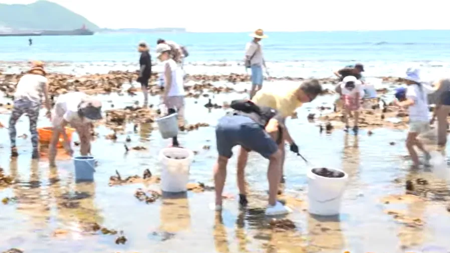 看似珍貴食材卻成禍患？日本數百民眾下海撿海膽搶救海藻！的封面圖片