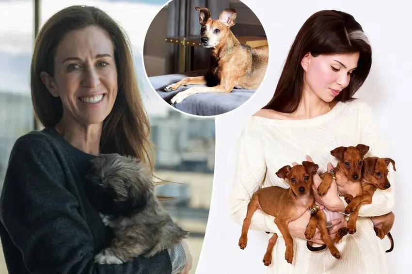 亞馬遜高階主管強森（Venessa Johnson）因愛犬奧利佛（Oliver）離世悲痛不已，砸5萬美元透過基因複製獲得小狗奧利（Ollie），後坦承重逢雖溫暖，原有羈絆仍無可取代。（來源：New York Post）