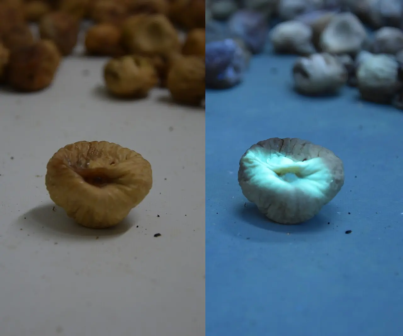 黃麯黴毒素B1早在1993年就被世界衛生組織列為I類致癌物，毒性比砒霜還要高出68倍，微量攝入都可能損傷肝臟，長期累積甚至有致癌風險。（來源：wikipedia）