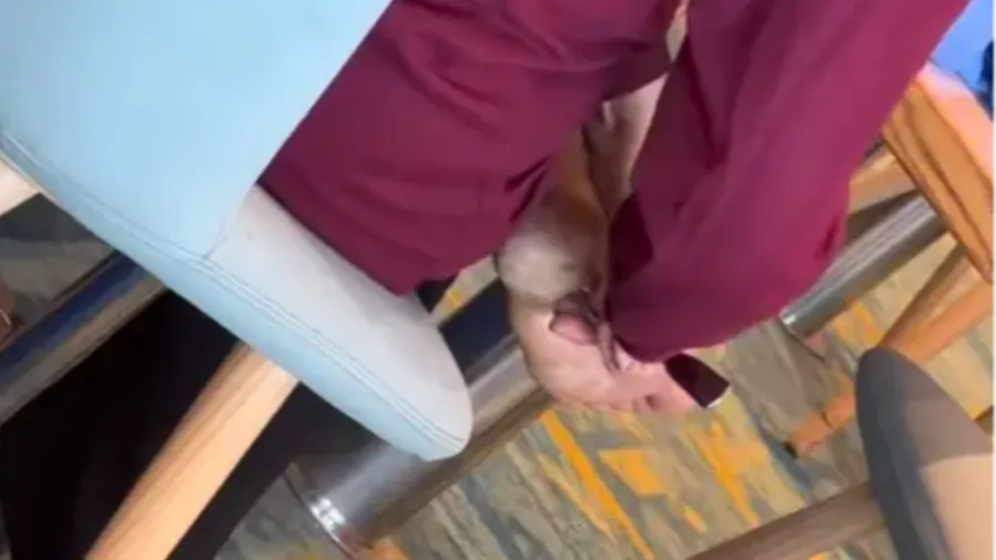 嘉年華郵輪女客用餐叉猛刮香港腳，官方回應太真實的封面圖片