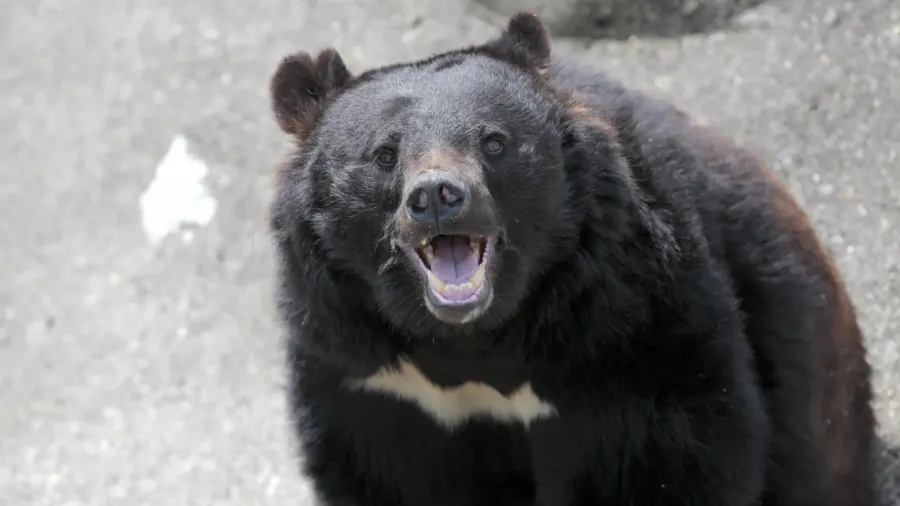 日本獸害年年慘劇，真正的元兇從來不是熊？的封面圖片
