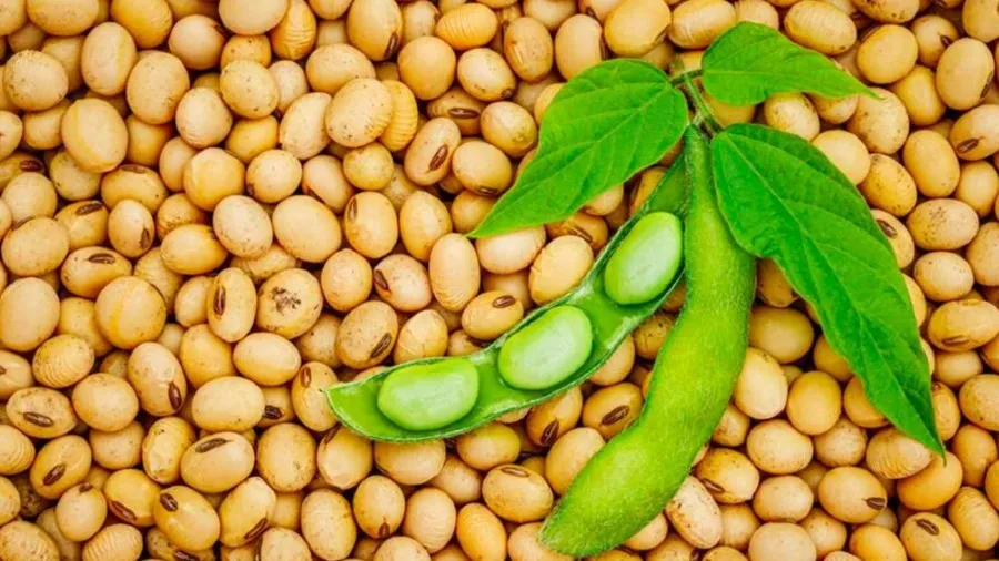 阿根廷總統米萊計劃 2026 年訪華 強調中阿商業關係良好 無視美國施壓的封面圖片