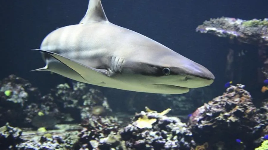 大白鯨為何一進水族館就「自殘」，不到一周就瘋狂撞牆？的封面圖片