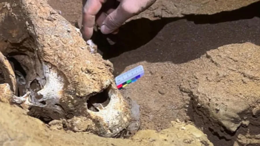 亞洲最長洞藏大驚喜！中國貴州雙河洞驚現 52 具熊貓化石！的封面圖片