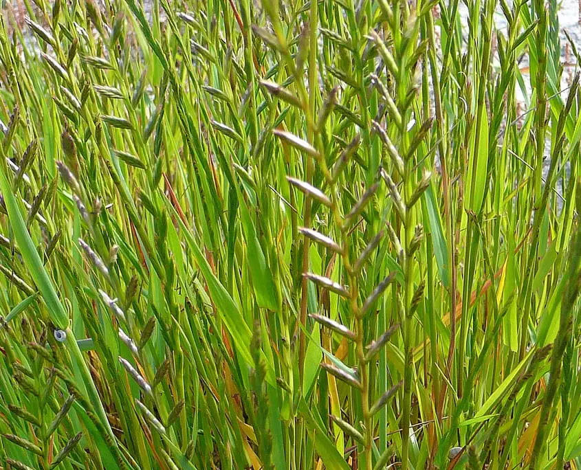 如今，超過 800 萬公頃的穀物作物種植區，皆被「Wimmera Ryegrass（維梅拉黑麥草）」侵占。（來源：網絡）