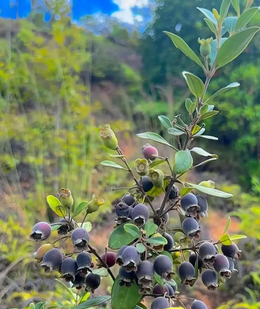時光流逝，當年隨處可見的野果，如今正慢慢從農村消失，成為一代人專屬的回憶。（示意圖來源：小紅書網友）