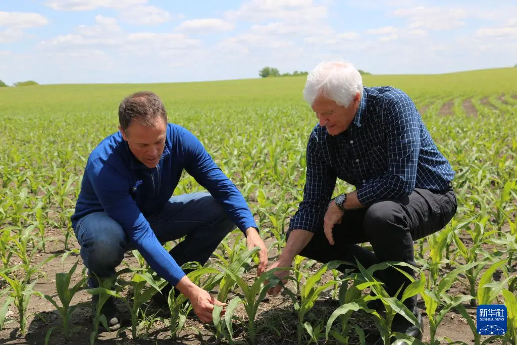 5月23日，在美國艾奧瓦州，艾奧瓦州大豆協會市場部高級主任格蘭特·金伯利（左）和他的父親瑞克·金伯利查看種植的玉米。新華社