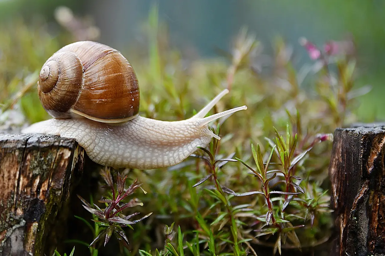 一生只為一間房，動物界頂級房奴蝸牛的蝸生太真實。（示意圖來源：pixabay）