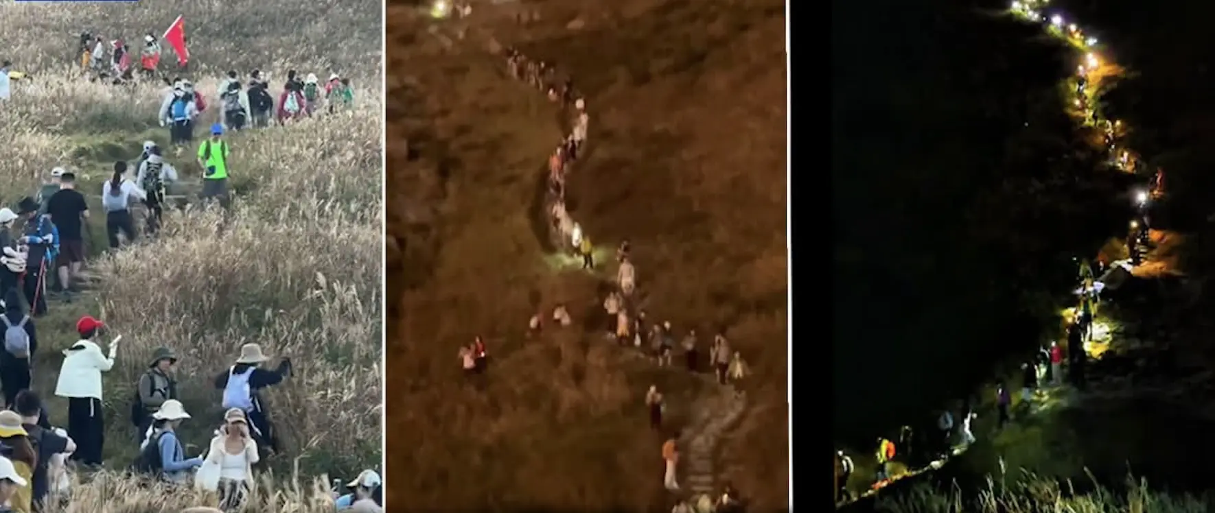 從網民上傳的照片及影片可見，山脊路徑上遊人排成長龍，部分人為拍攝「芒草大片」隨意走入草叢，導致大片芒草被踐踏折損。(圖：網絡截圖)