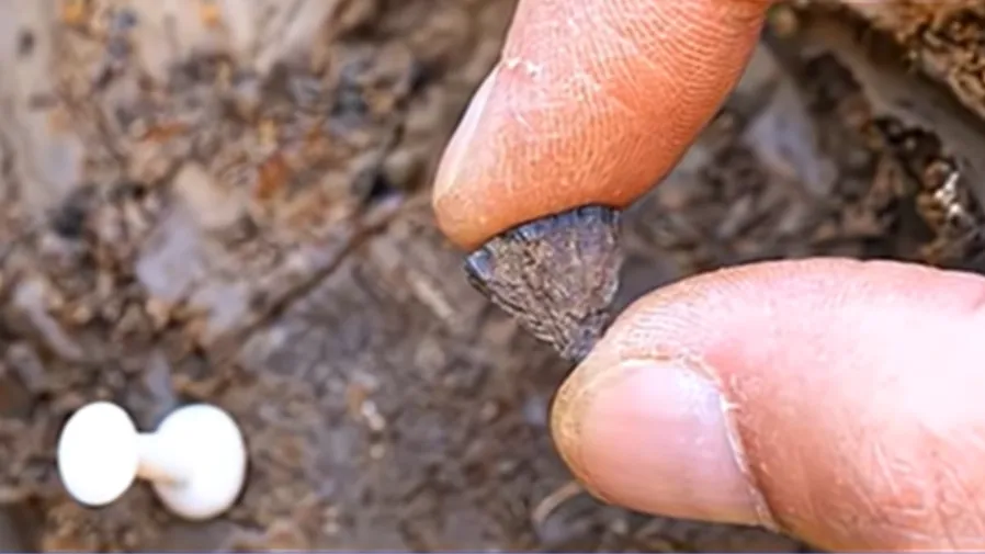 史前「火魔法」曝光！人類生火史提前35萬年，證據就在英國巴納姆的封面圖片