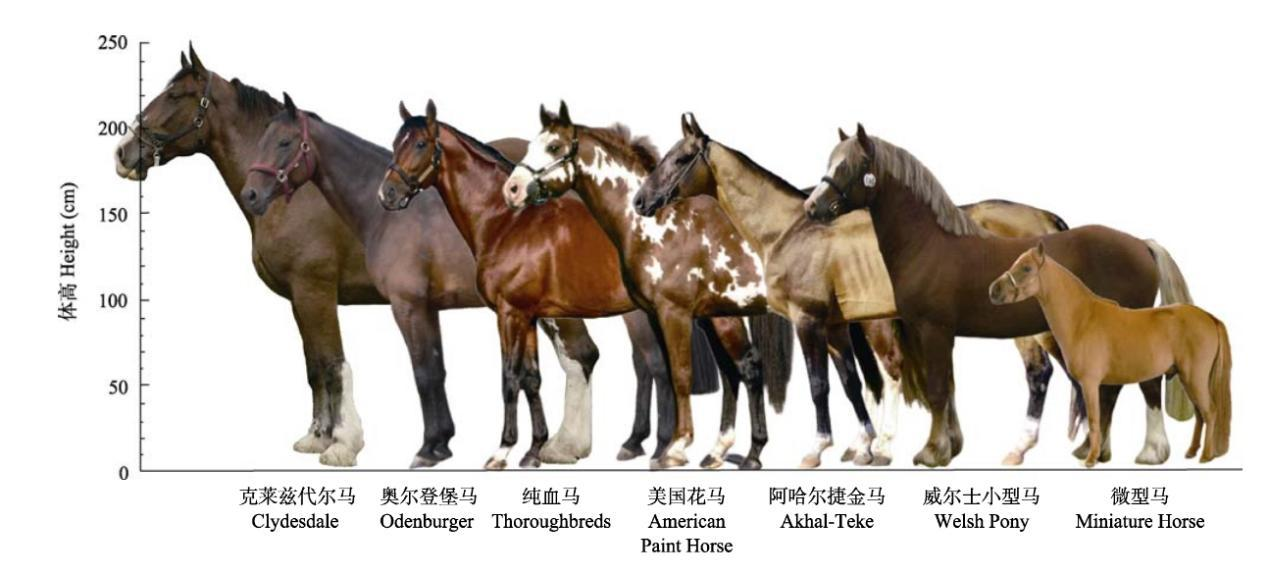 說起馬類的歷史，那可真是相當悠久。（來源：Laplace/zhihu）