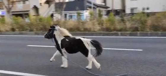 1月16日下午，日本神奈川縣平塚市國道1號線突現一匹白底黑紋神馬「東風」奔馳，係平塚八幡宮出逃神馬。工作人員十分鐘後捕獲，全程無人受傷，溫柔性格與出逃舉動形成可愛反差。（來源：TOKYOKEIBACLUB@X）