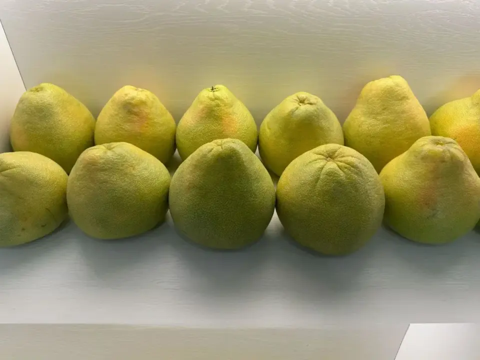 國慶節假期前，上海的蔣女士特意挑了顆表皮光滑、掂著沉甸甸的柚子，打算當作節日裡的清爽水果。（示意圖來源：小紅書）