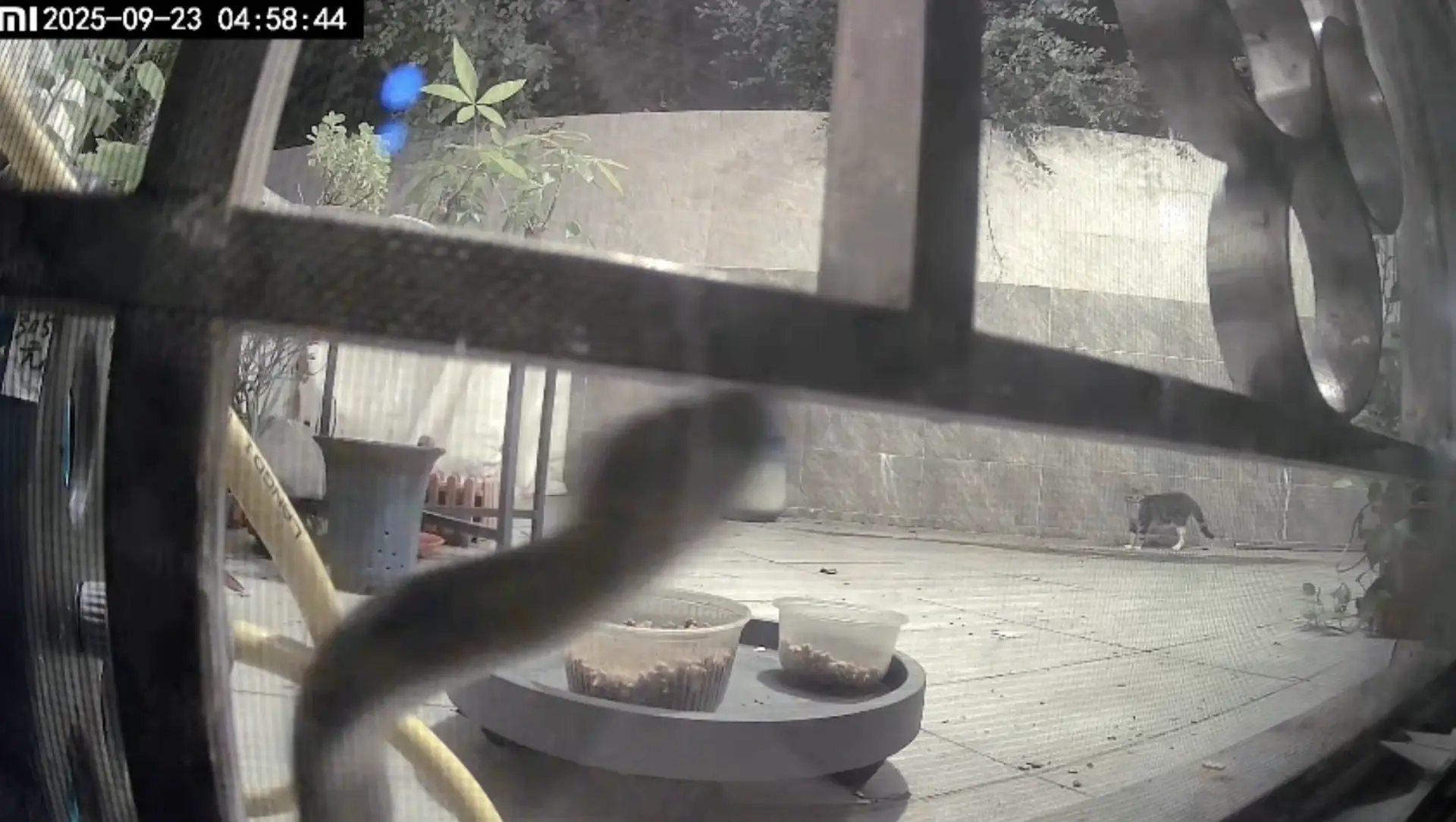 「金腳帶」在鏡頭先徘徊。（鄭國鈞博士提供影片截圖）