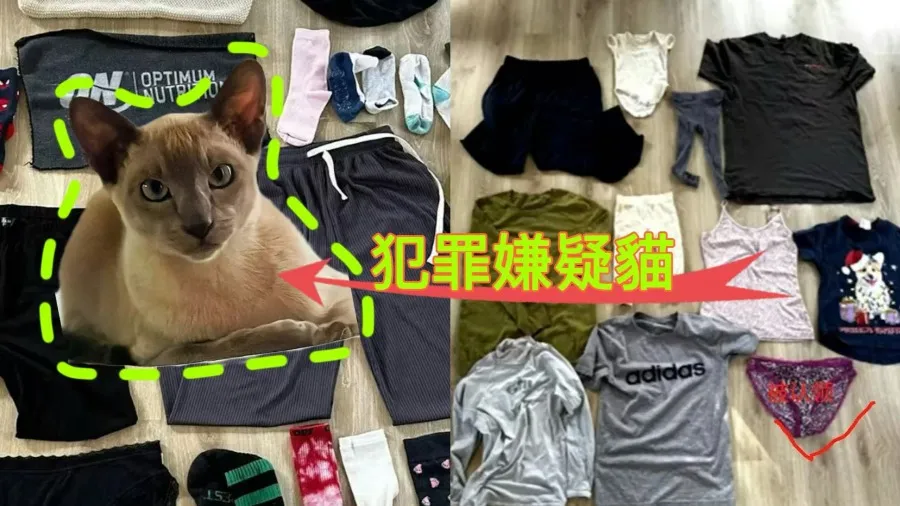 貓咪也懂奢侈品?紐西蘭小貓專偷名牌內褲成社區奇談的封面圖片