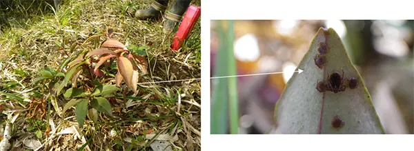 在田邊馬齒莧葉背的尖端處埋伏著的巨鉤蜱成蟲與若蟲。（來源：一般財団法人日本環境衛生センター）