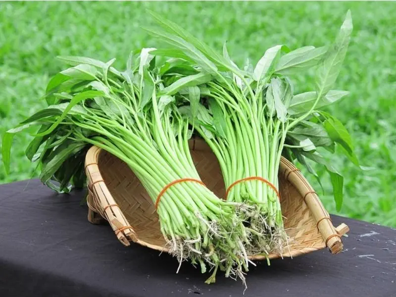 爲空心菜正名！「萬毒之王」「抽筋菜」的帽子該摘了！（示意圖來源：網絡）