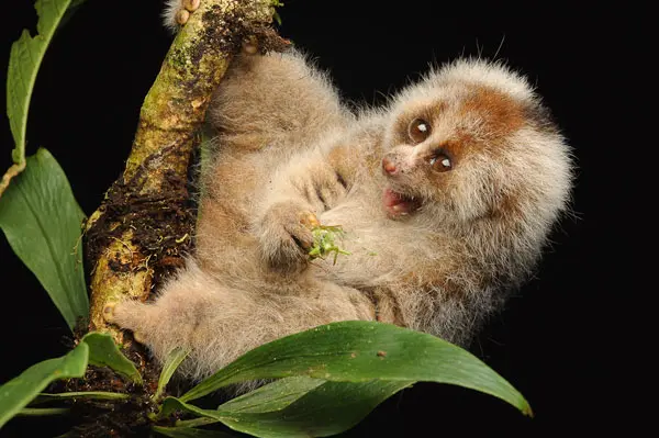 印尼邦加島的邦加懶猴（Nycticebus bancanus）近百年沒有科學紀錄，一度被視為可能滅絕，救援團隊十年間陸續發現逾九十隻，只是棲地遭開發侵蝕，生存威脅仍未解除。（來源：wikipedia）