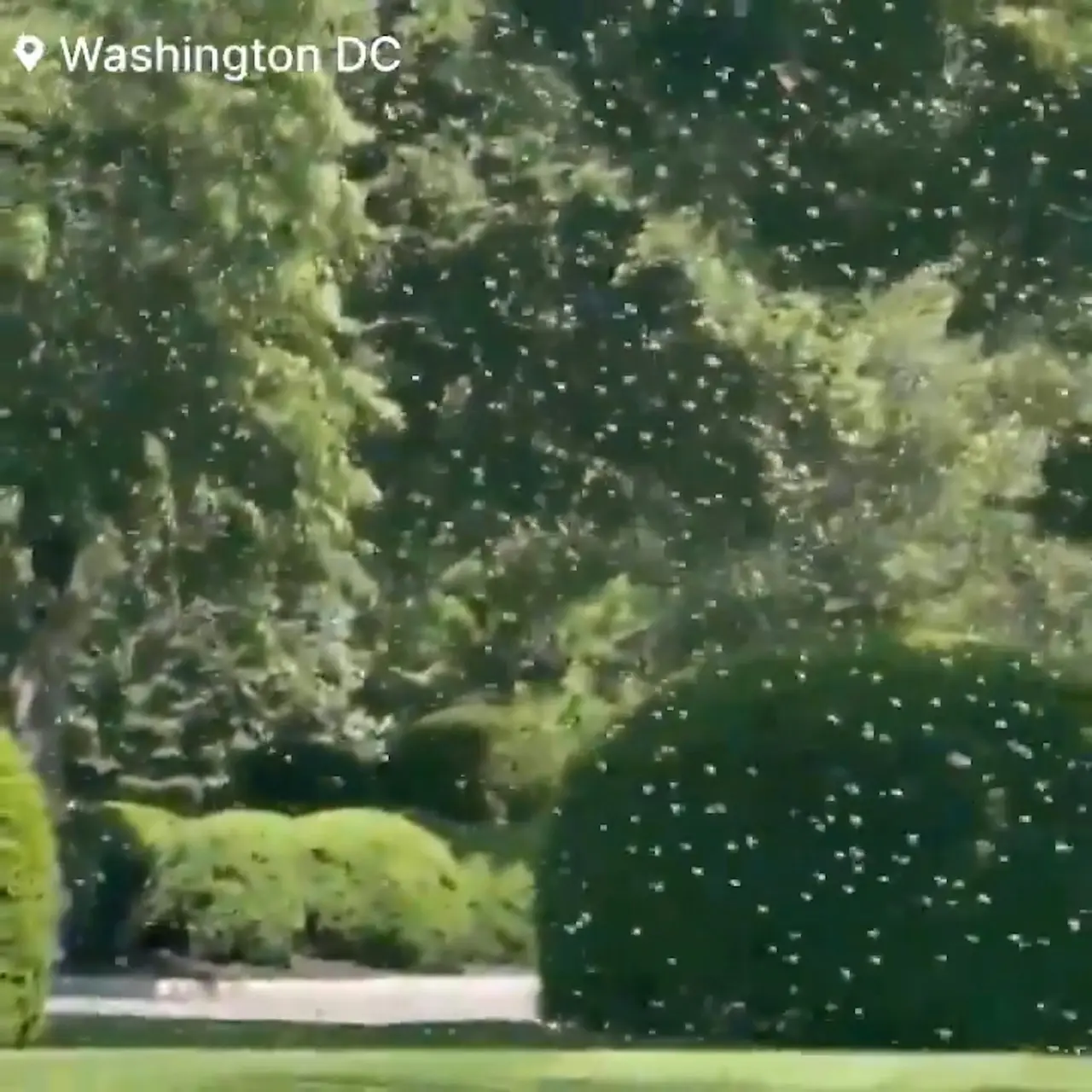 美國白宮（White House）5月16日出現「蜜蜂龍捲風（bee tornado）」，數千隻蜜蜂包圍北草坪媒體區，記者倉皇逃離，專家推測與分蜂及氣候變遷有關。（來源：rawsalerts@X）