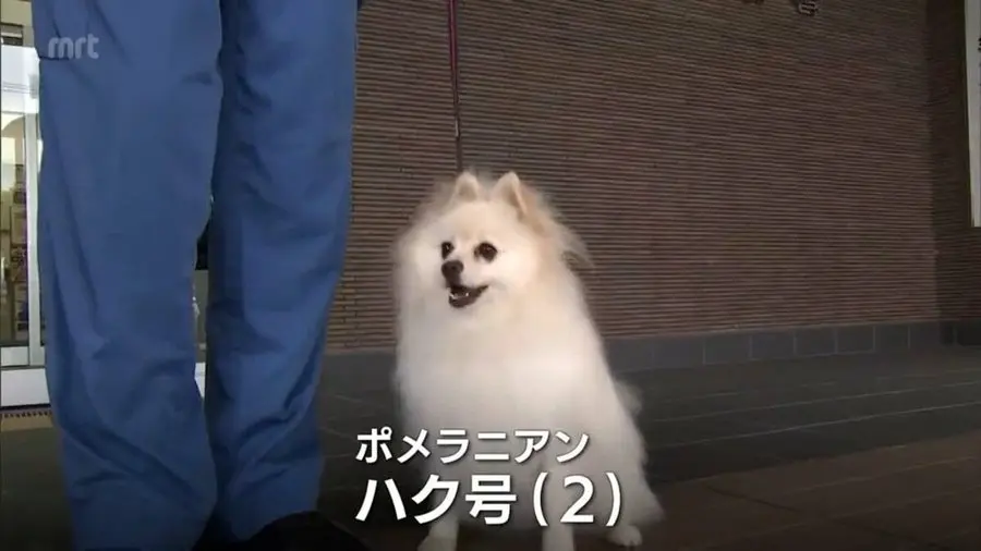 日本宮崎縣出現首隻博美警犬小白（ハク/Haku），經一年專業訓練負責搜查任務。體型小巧靈活、無威脅感，萌度與實力兼具，引爆網路熱議，可愛到讓人願意主動認罪。（來源：mrtnewsnext@X）