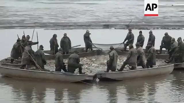 在捷克南部的「羅熱姆貝克」池塘，每到這個時節，總有一場延續數百年的獨特儀式拉開聖誕假日季的序幕 —— 漁民們一年一度的捕鯉行動。（來源： AP Archive@YouTube）