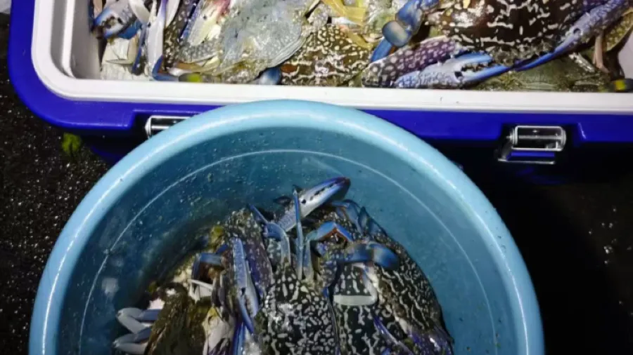 有人撿60多斤！深圳一海灘驚現大量花蟹，網友直呼羡慕！官方提醒的封面圖片